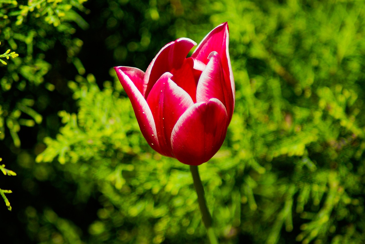 flower red tulip petals free photo