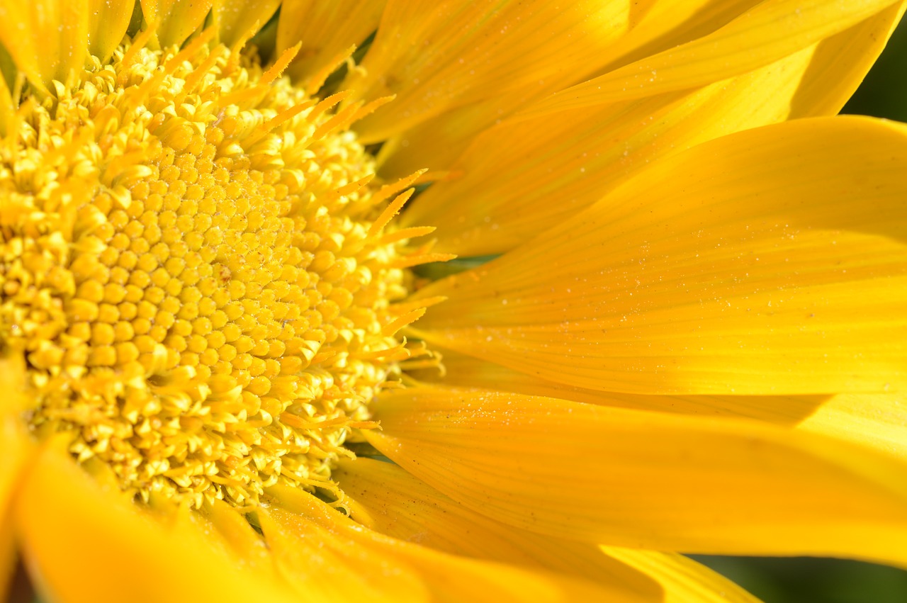 flower yellow pedals daisy free photo