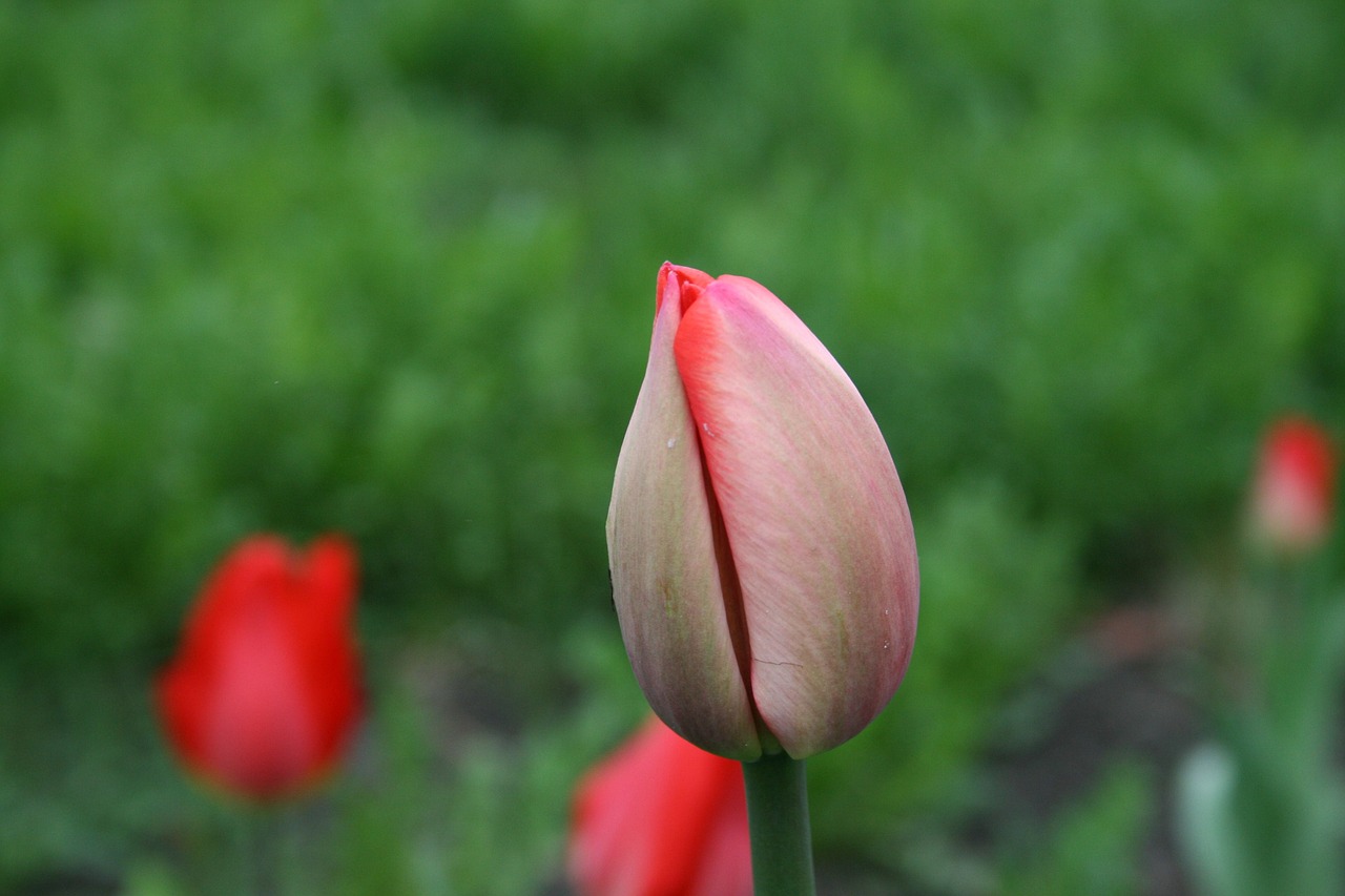 flower tulip bud free photo