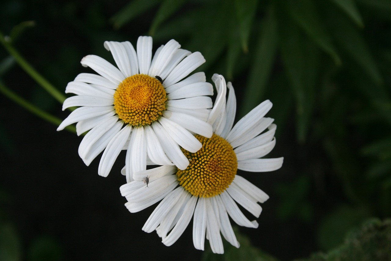 flower daisy chamomile free photo