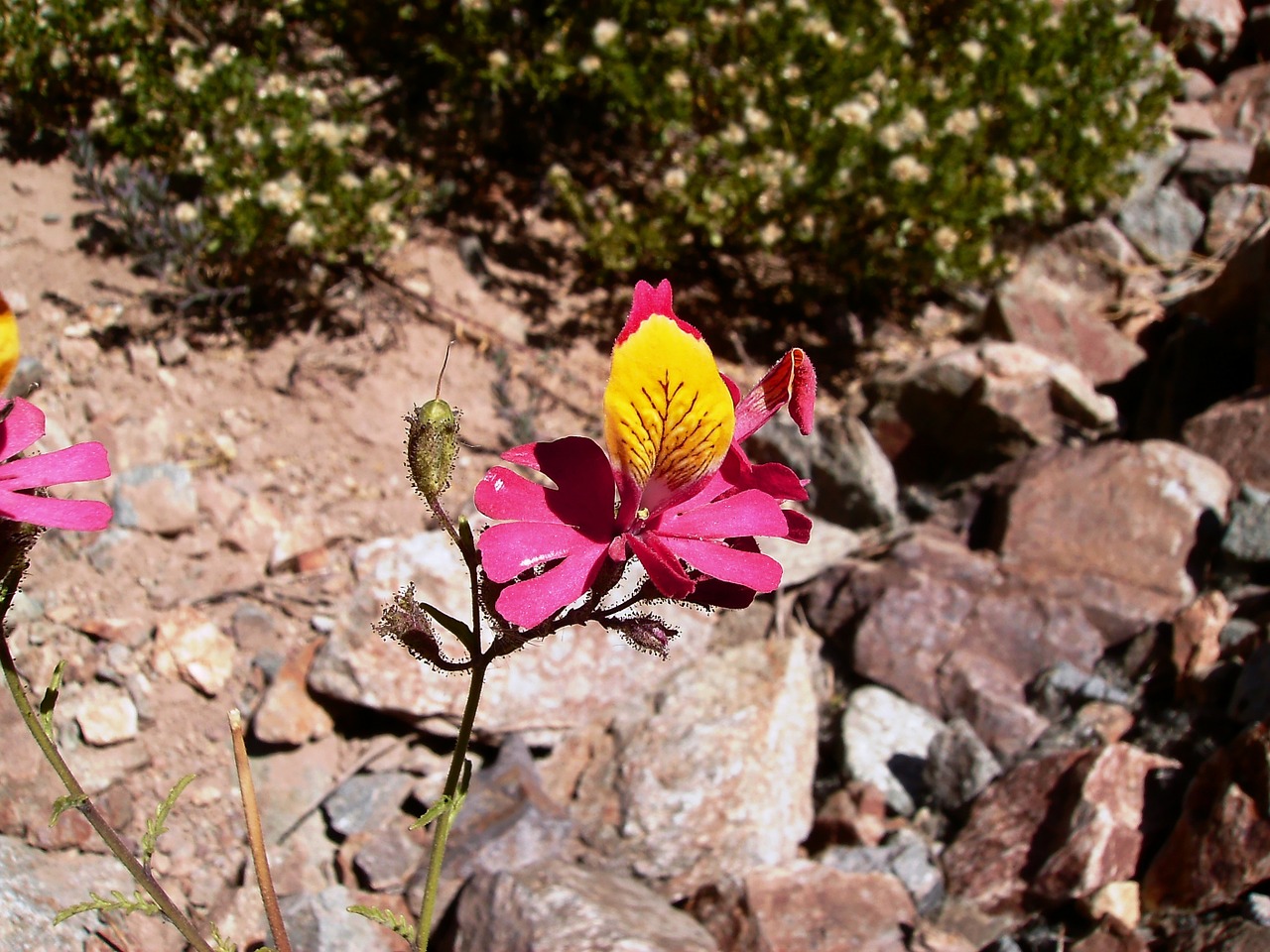 flower tiger flora of mountain free photo