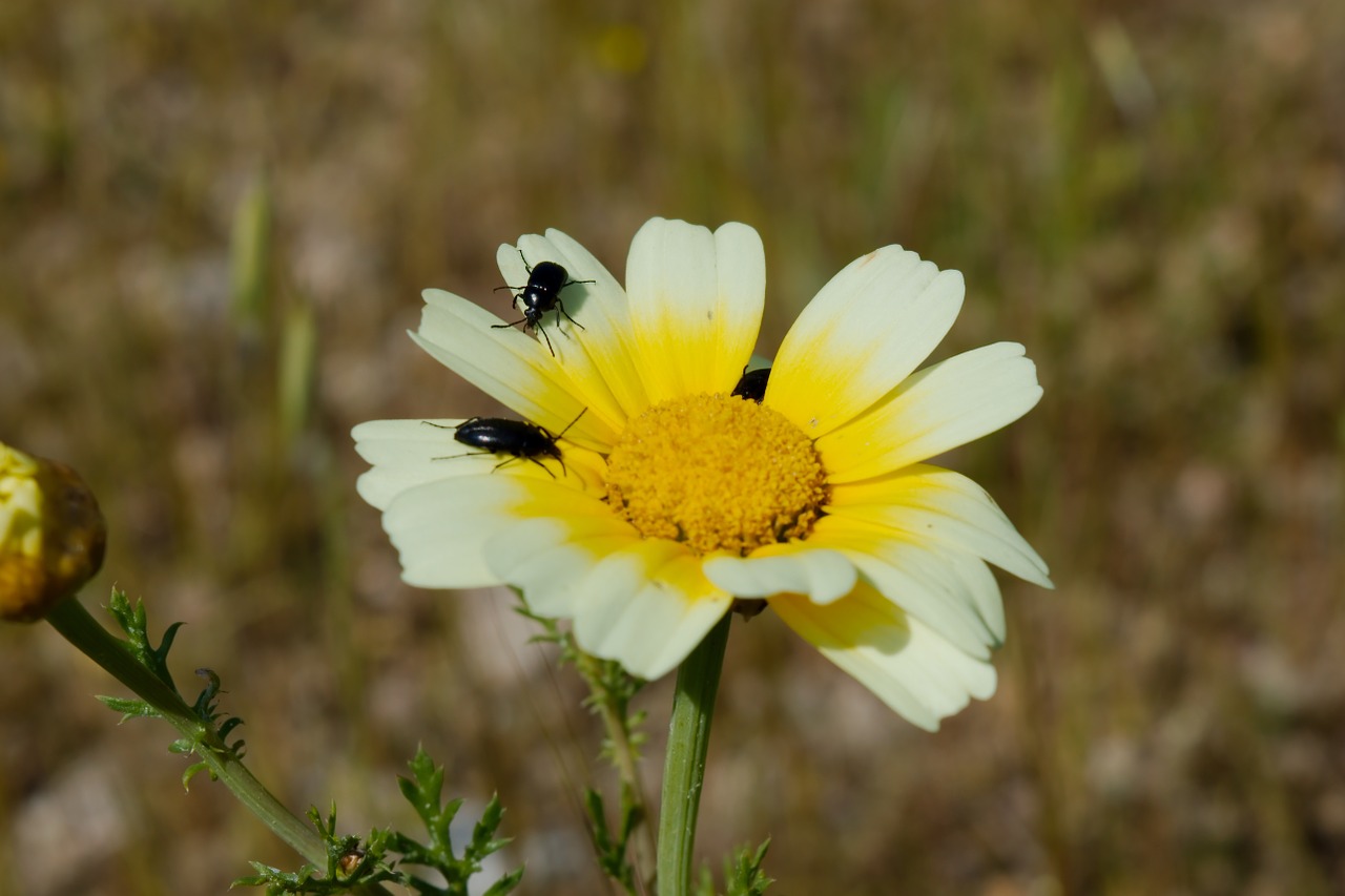 flower bugs nature free photo