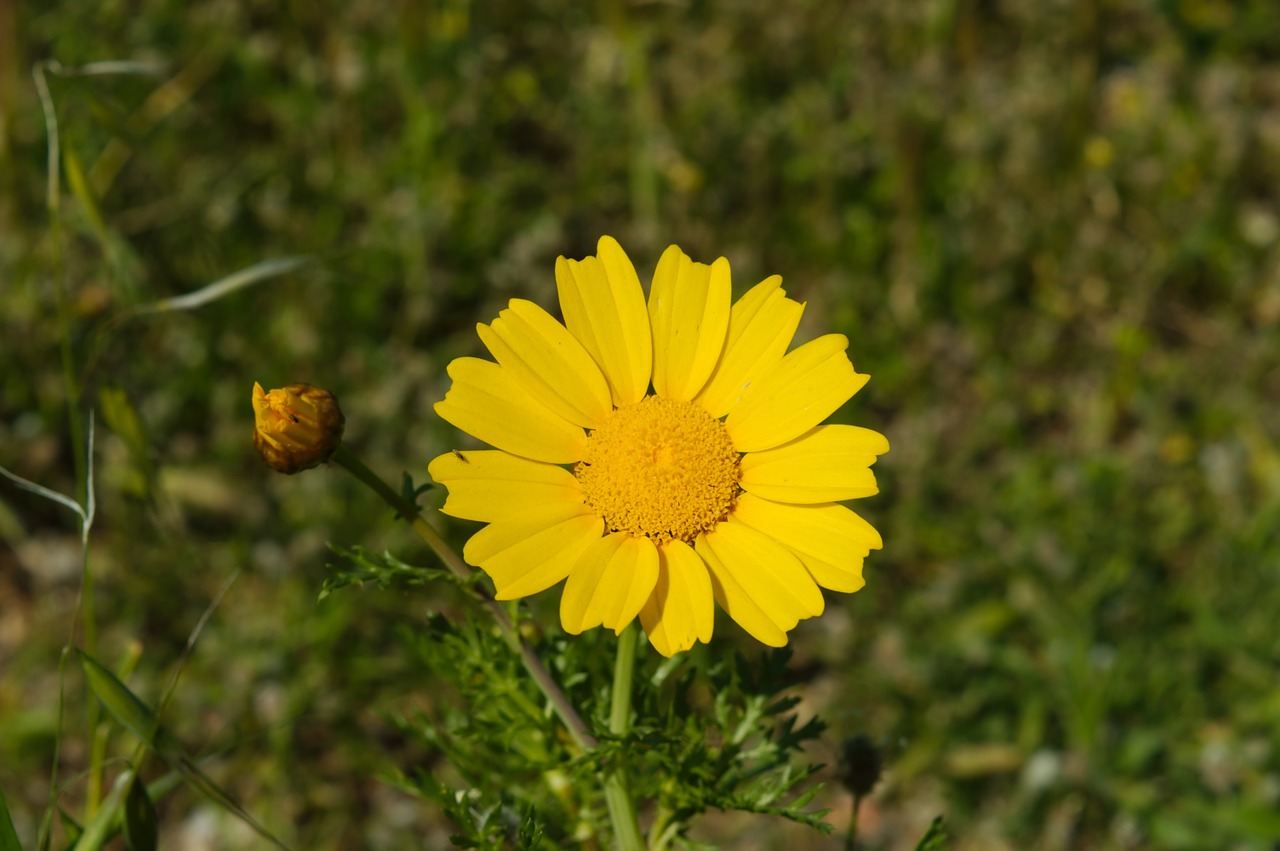 flower nature yellow free photo