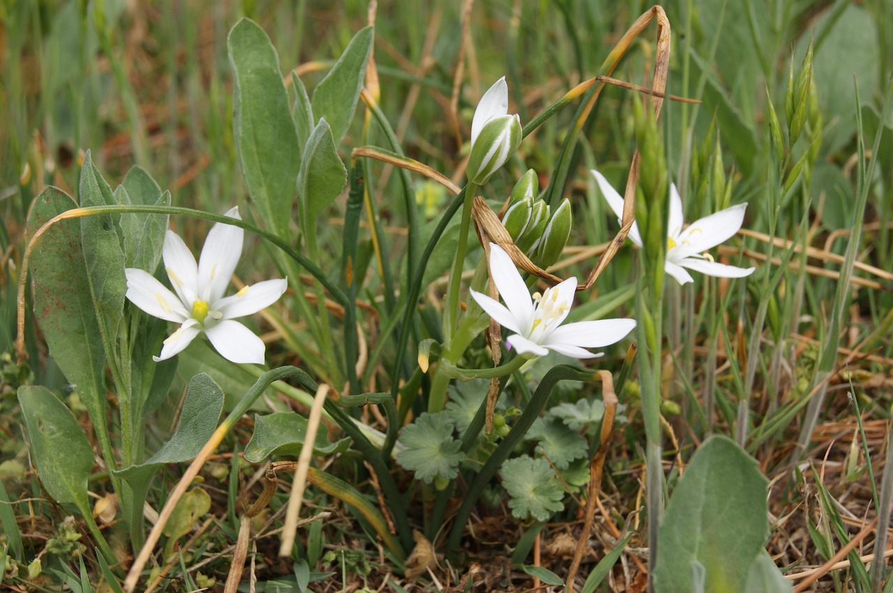 flower spring nature free photo