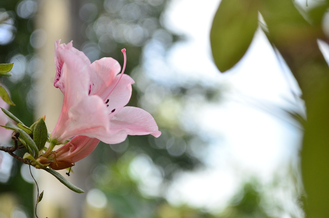 flower rosa nature free photo