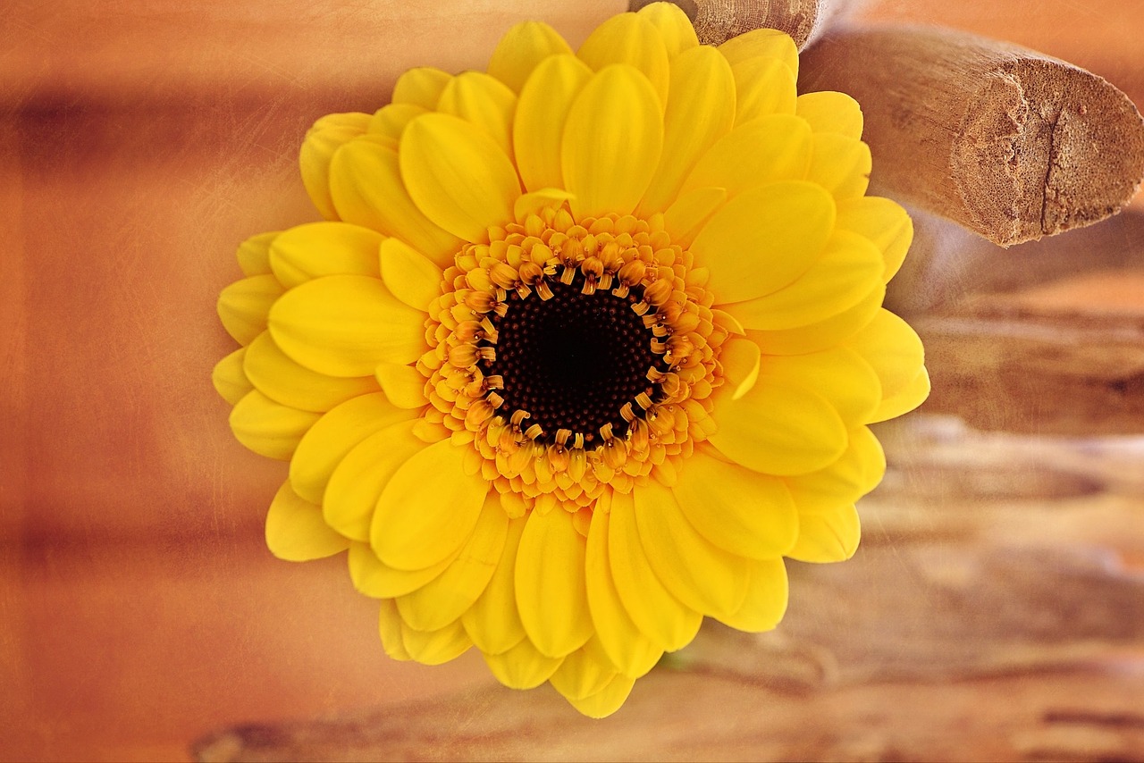 flower yellow gerbera free photo