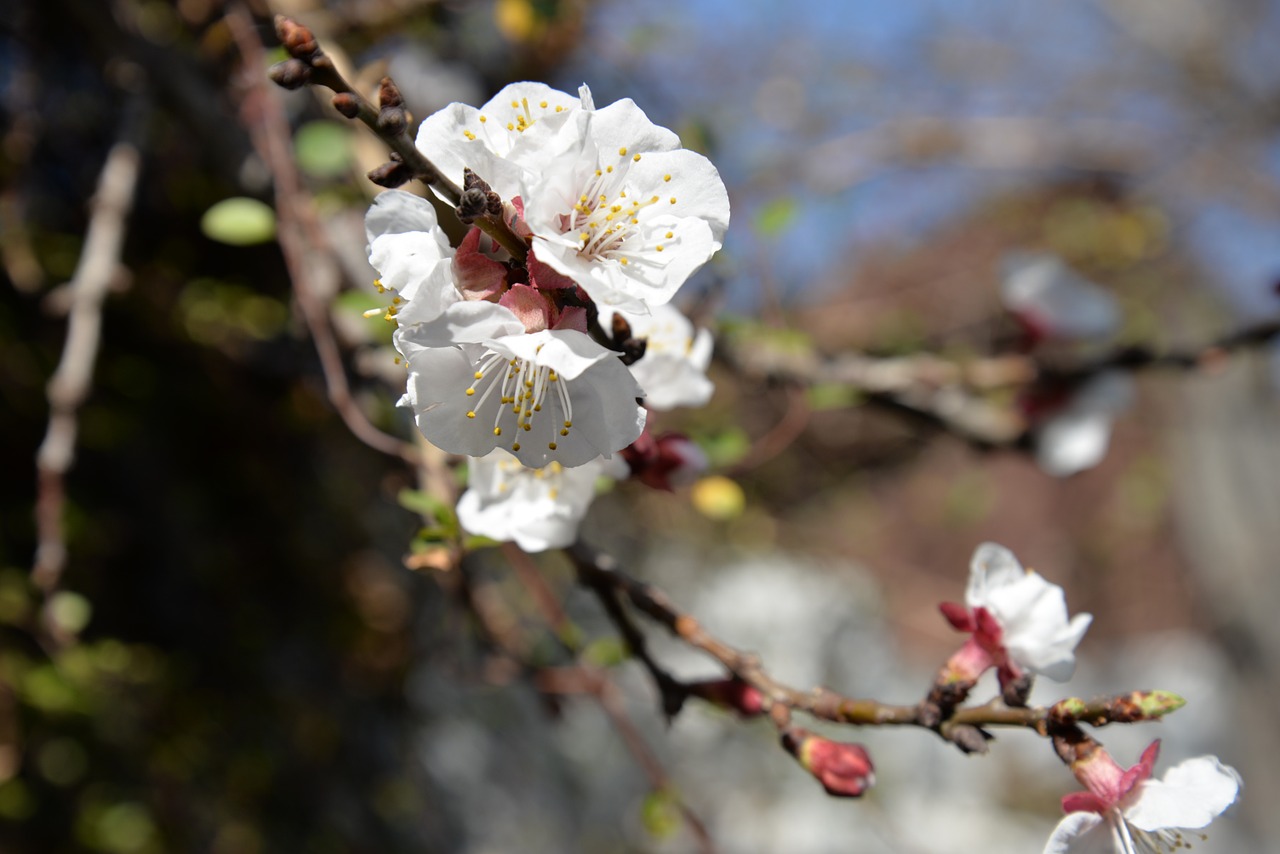 flower outbreak plum free photo