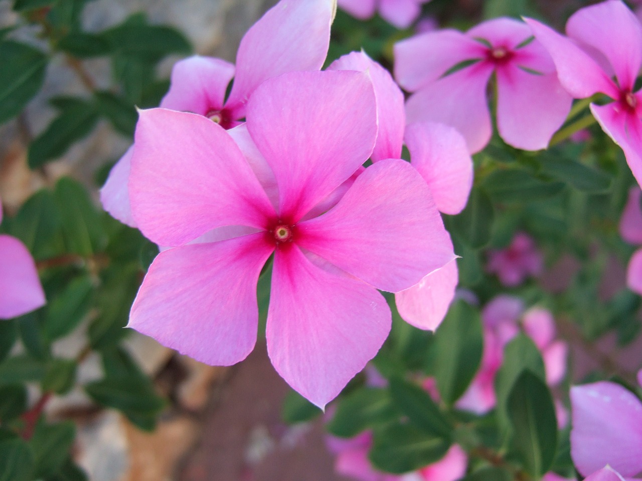 flower pink colorful free photo