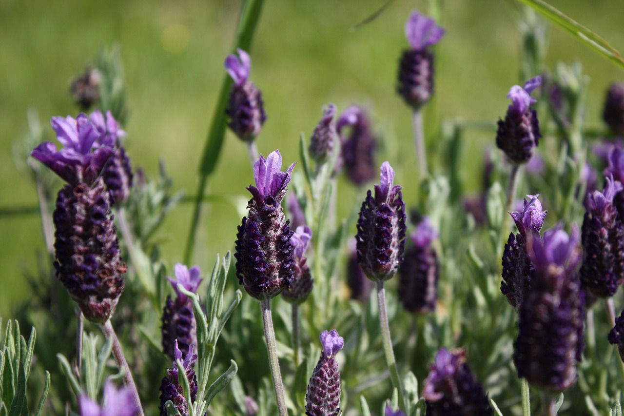 flower lavender nature free photo