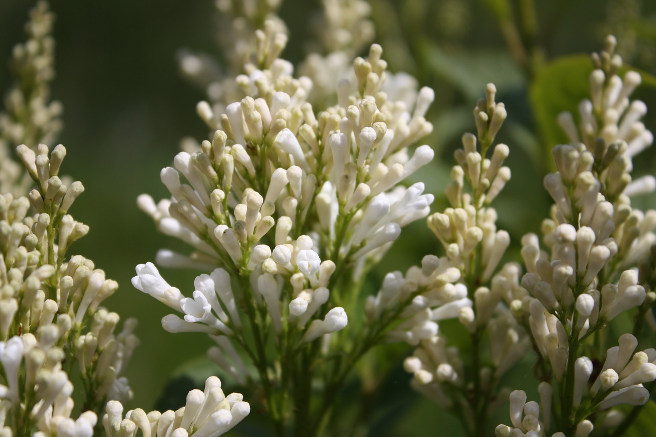 flower white nature free photo