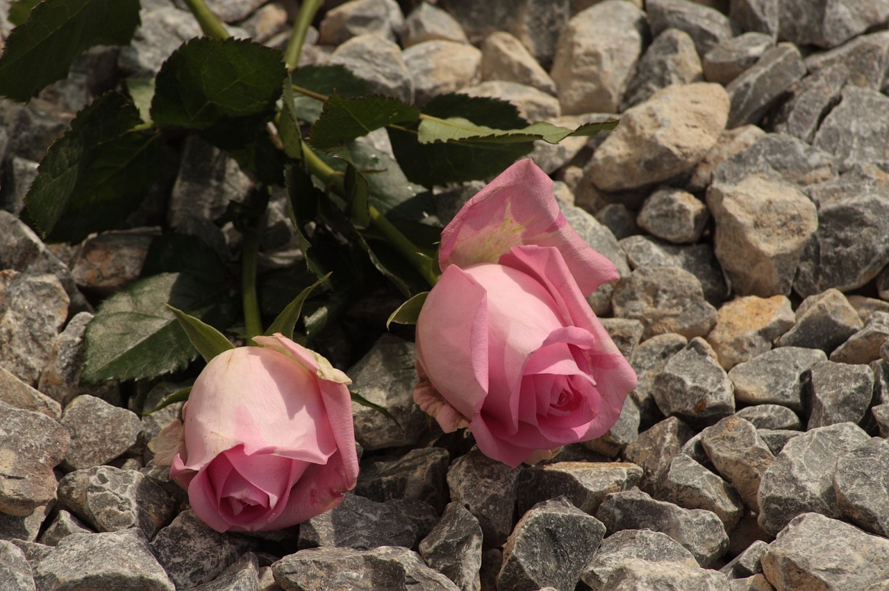 flower rose pink free photo