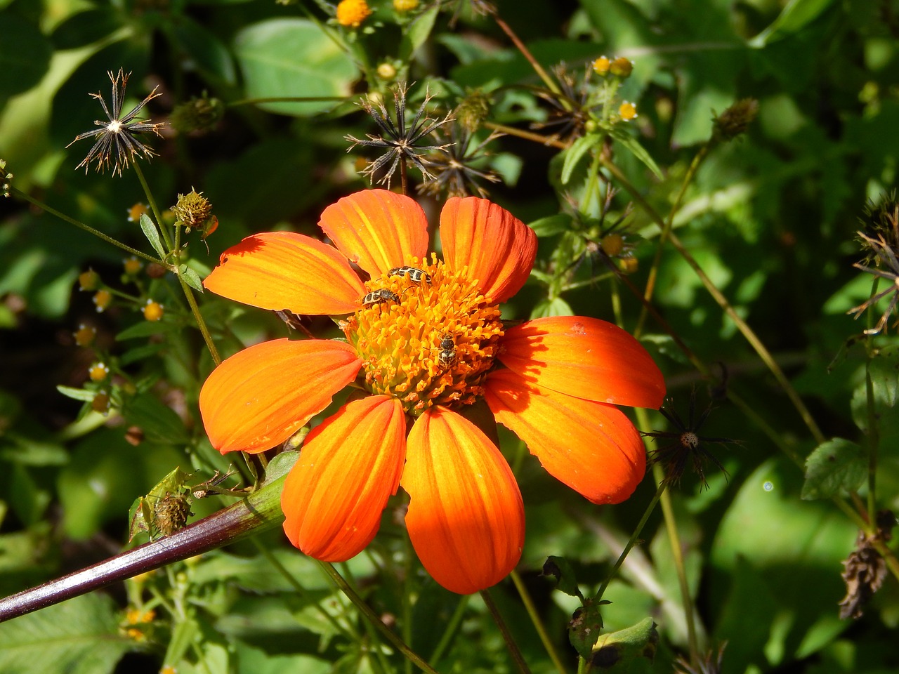 flower field insect free photo