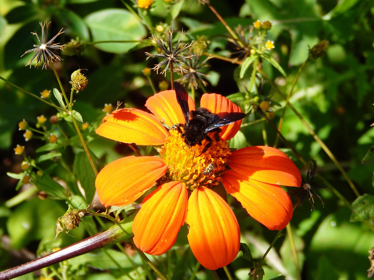 flower field insect free photo