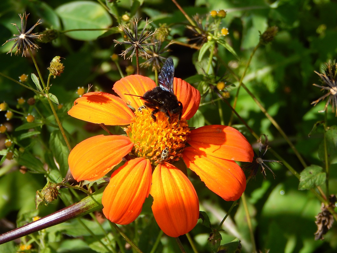 flower field insect free photo