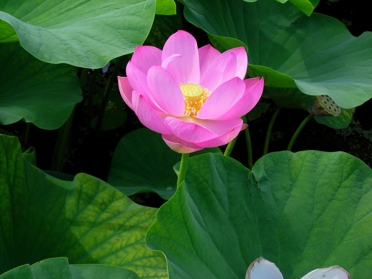 flower lotus pink free photo