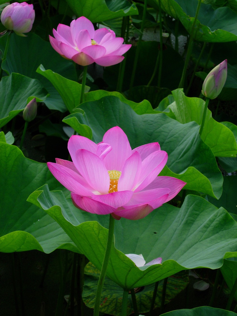 flower lotus pink free photo