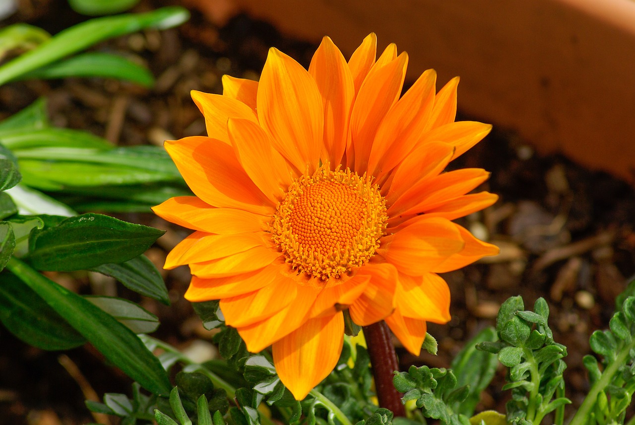 flower gazania petals free photo