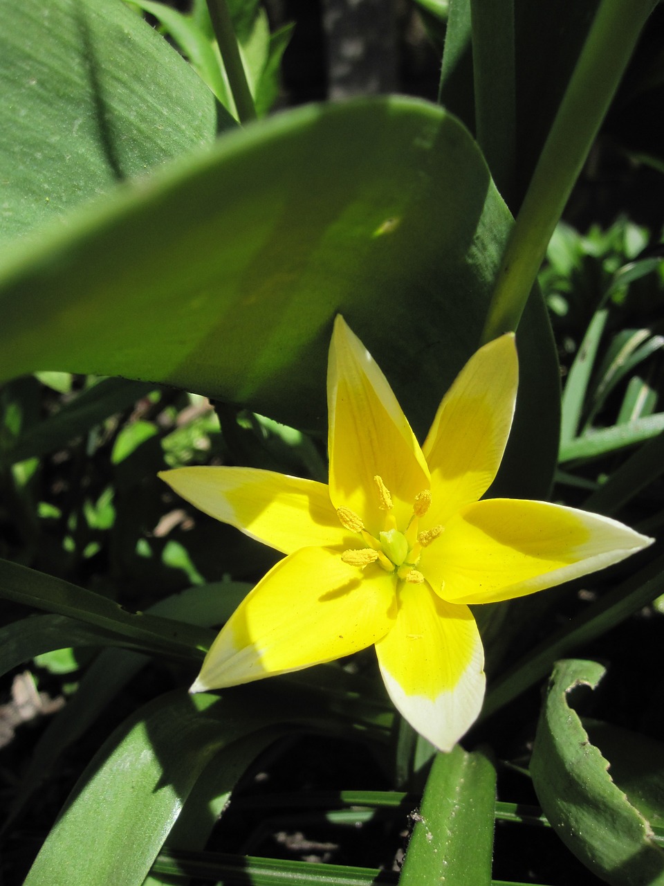 flower yellow nature free photo