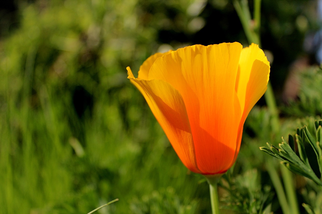 flower nature yellow free photo