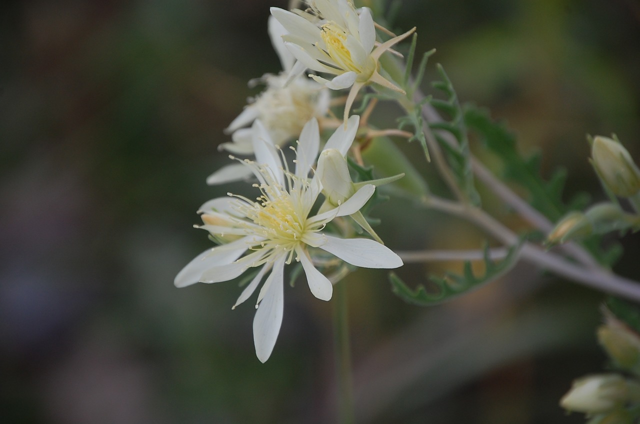 flower white nature free photo