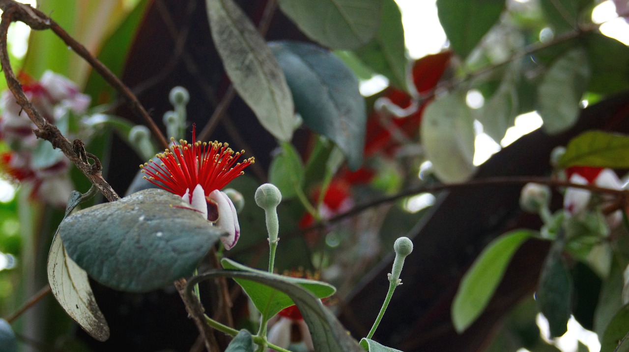 flower red plant free photo