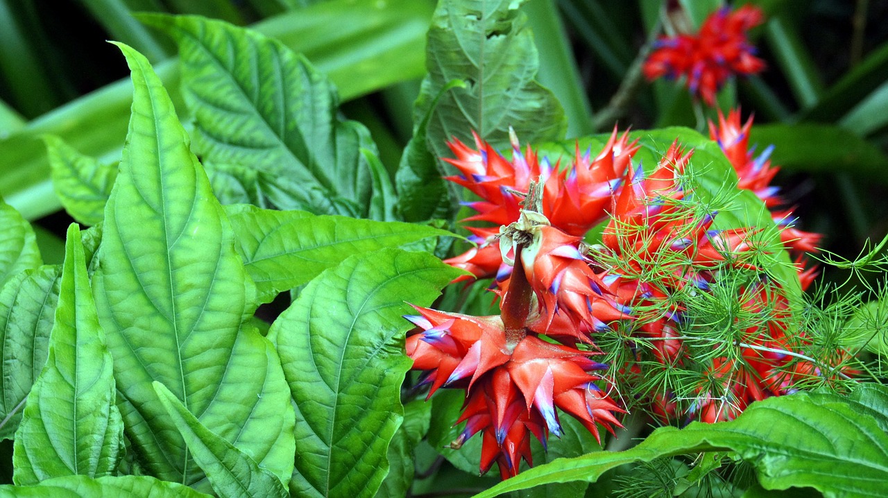 flower red plant free photo