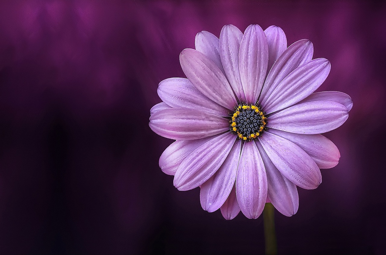 flower purple lical free photo