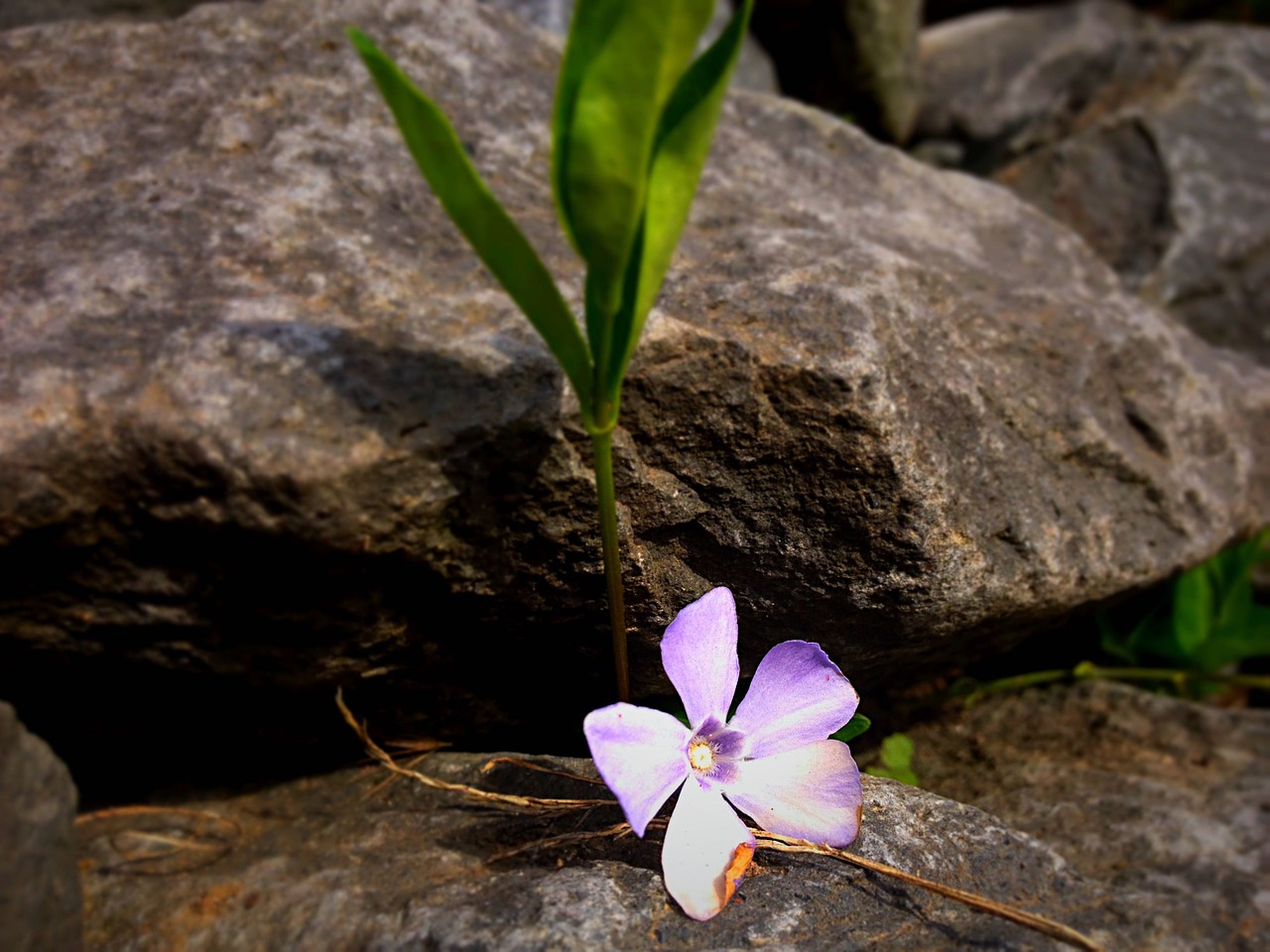 flower blossom bloom free photo