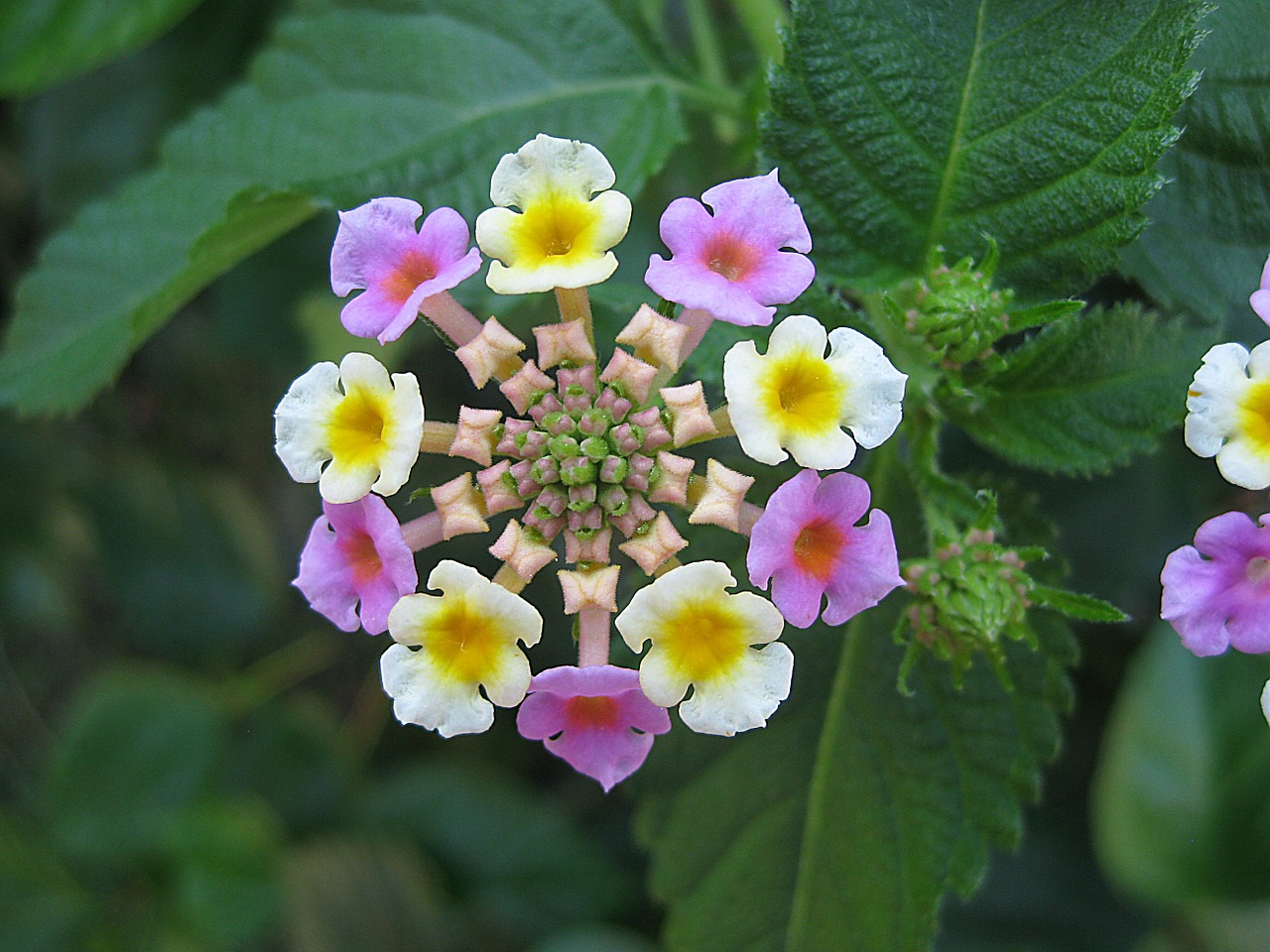 blossom bloom colorful free photo