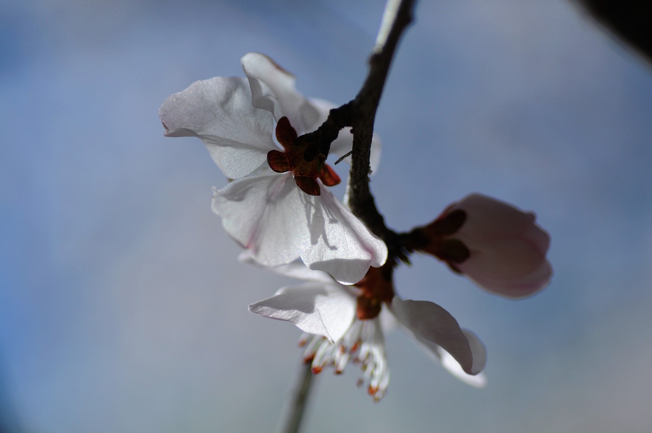 flower spring pear free photo