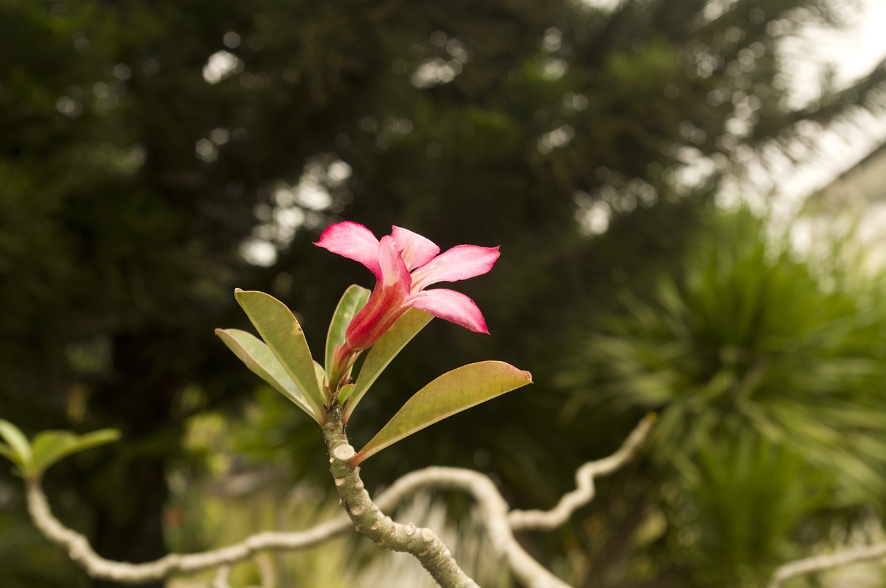 flower southeast asia tropical flower free photo