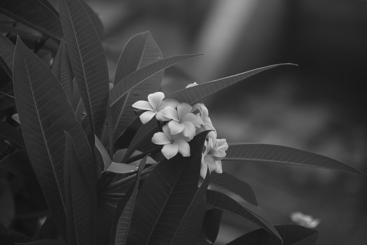 flower black and white photography free photo