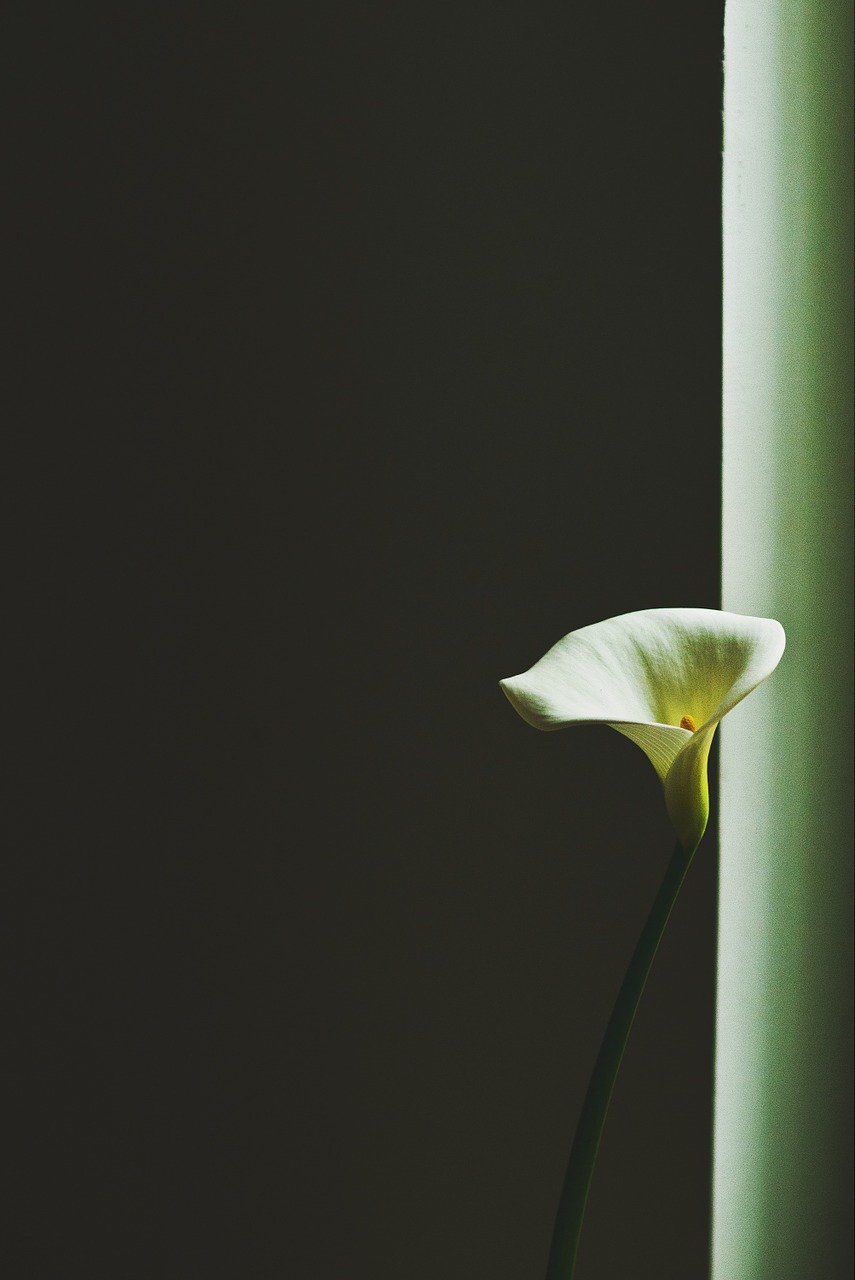 flower plant white free photo