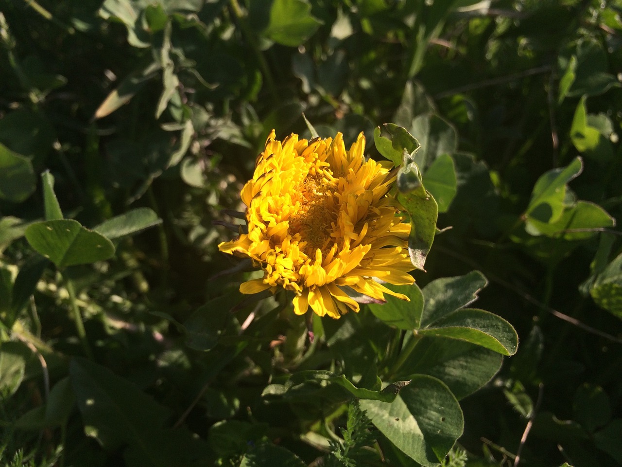 flower macro yellow free photo