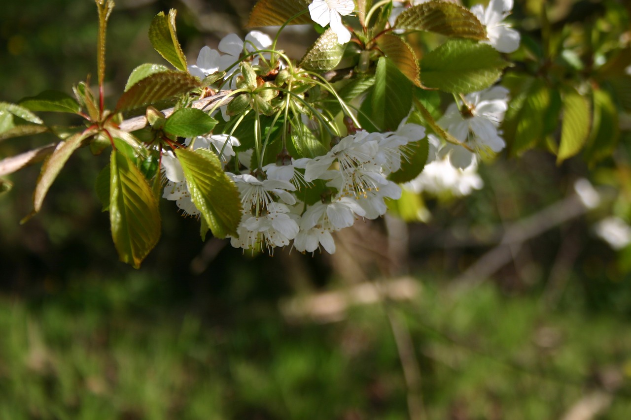 flower nature flowers free photo