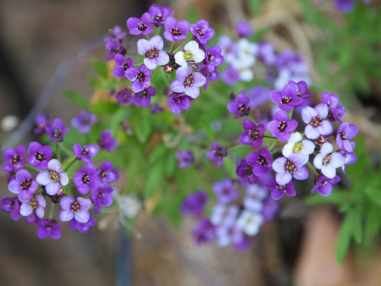 flower purple white free photo