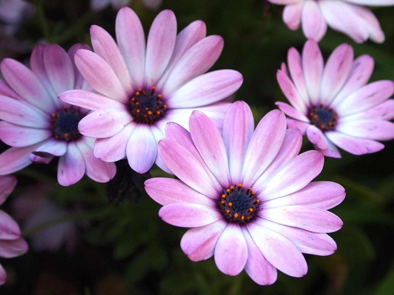 flower purple white free photo