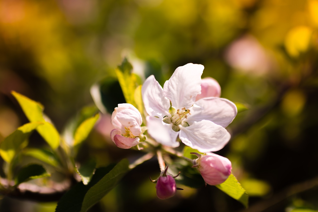 flower spring color free photo