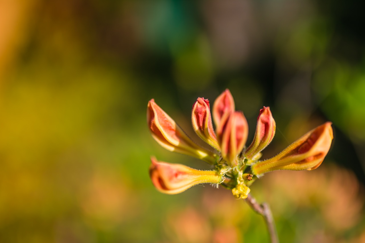 flower spring color free photo