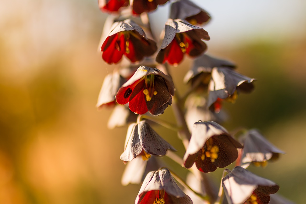 flower spring color free photo