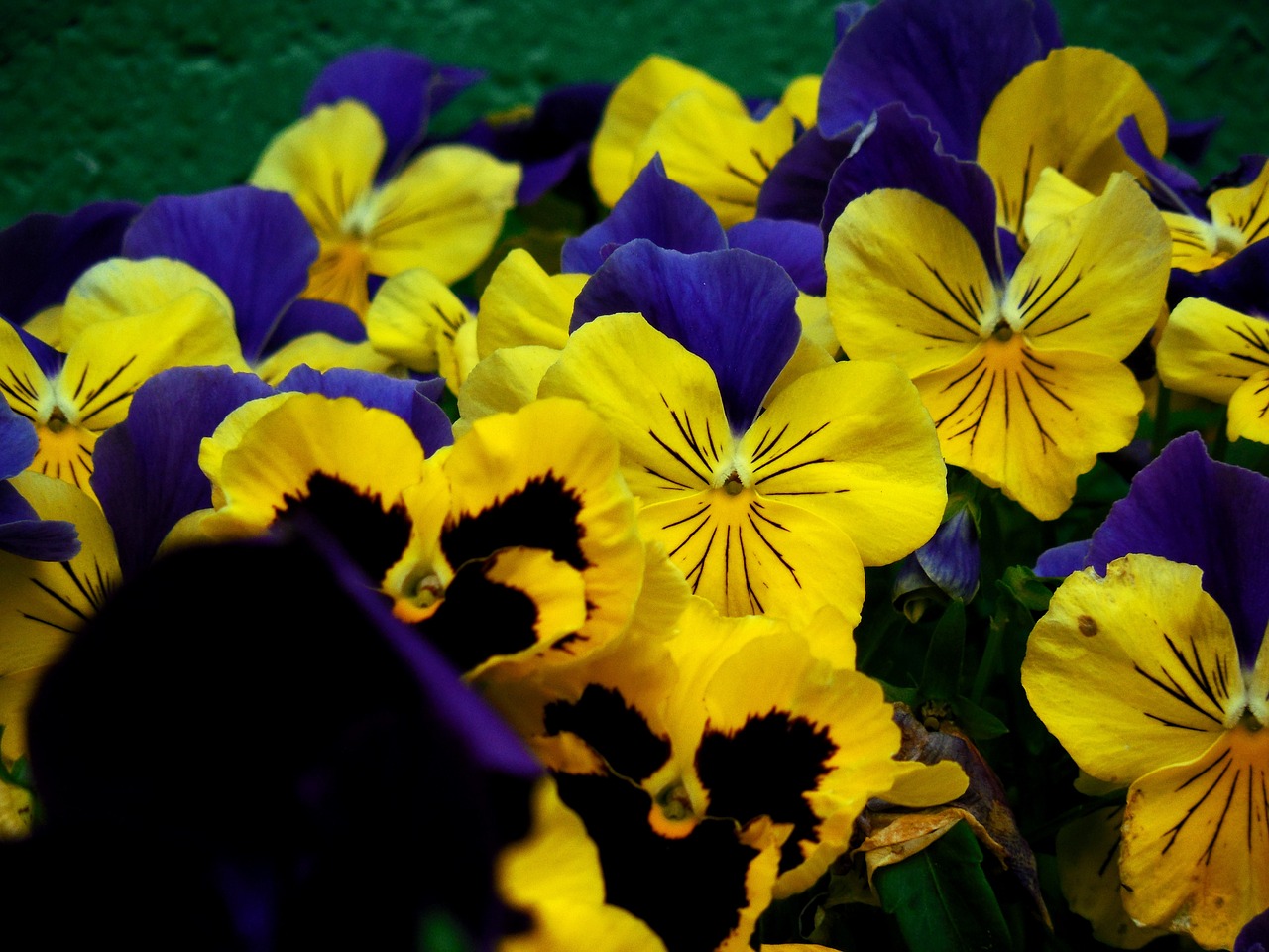 flower pansy spring free photo