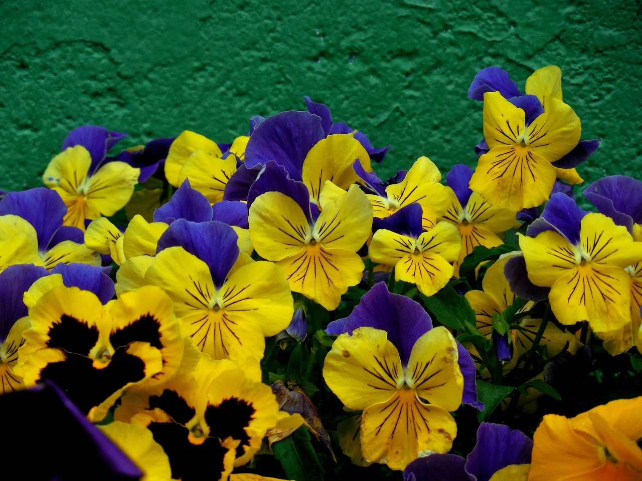 flower pansy spring free photo