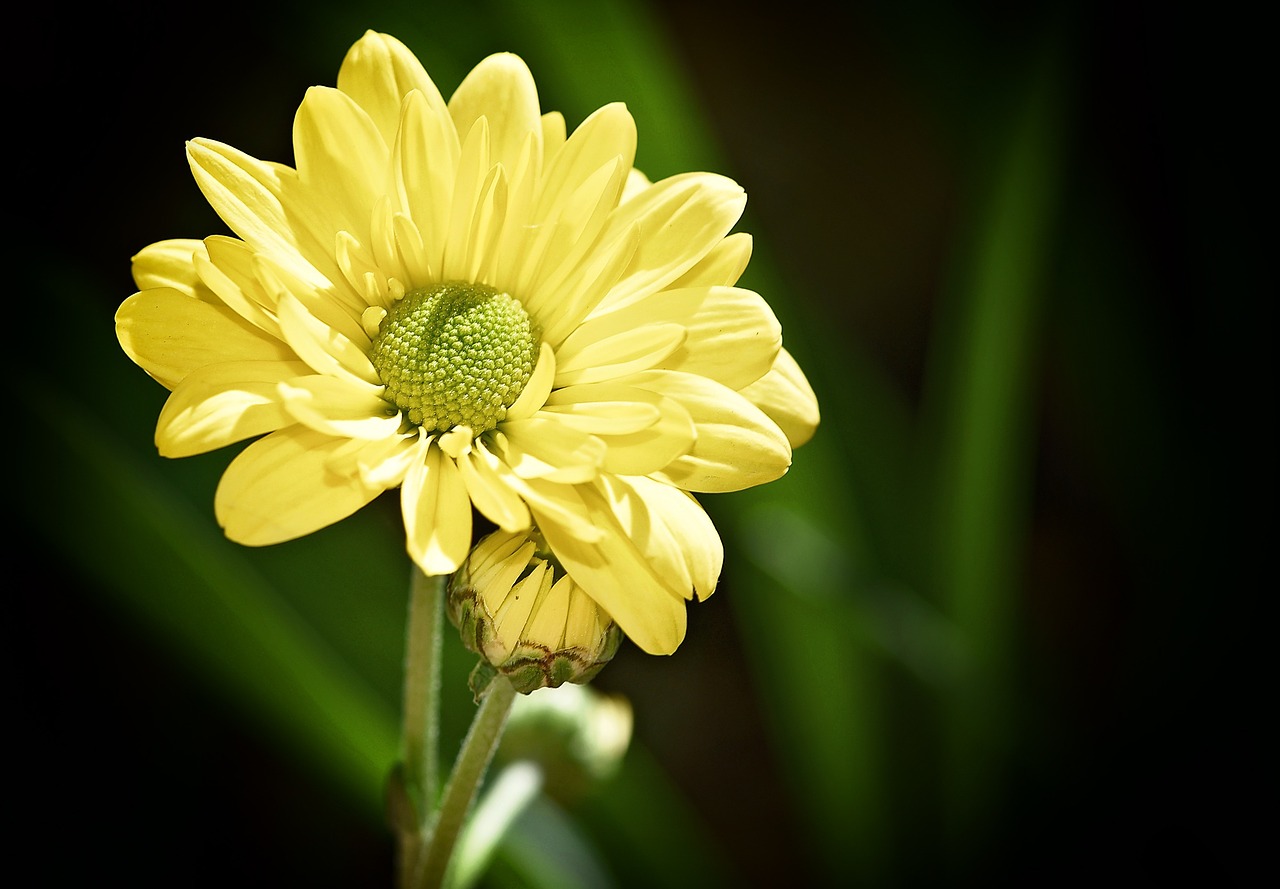 flower blossom bloom free photo