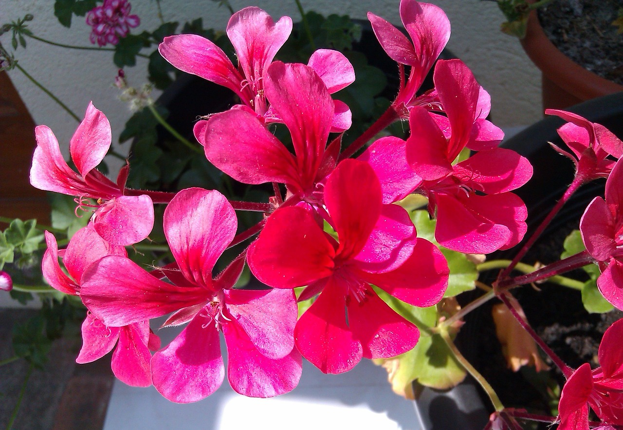 flower geranium garden free photo