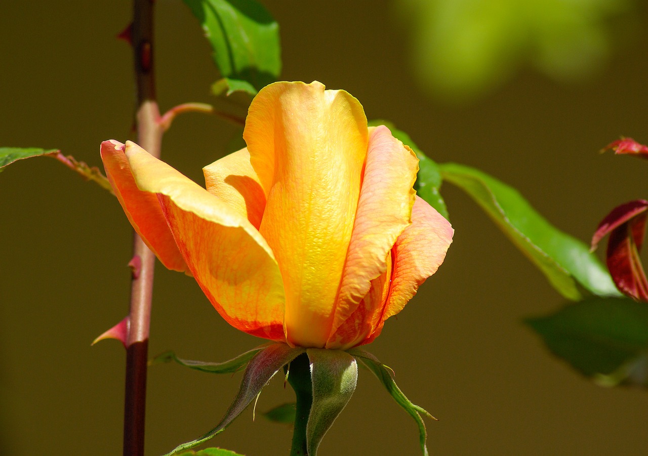 flower pink petals free photo