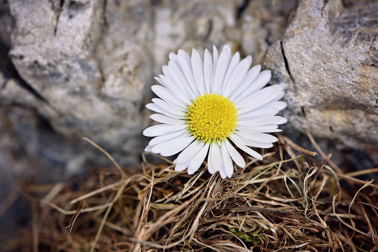 flower daisy pointed flower free photo