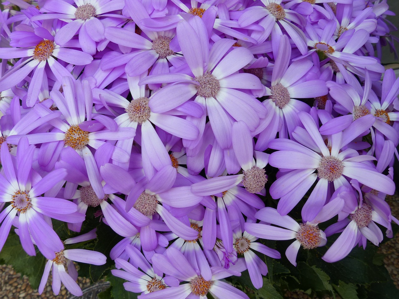 flower purple nature free photo