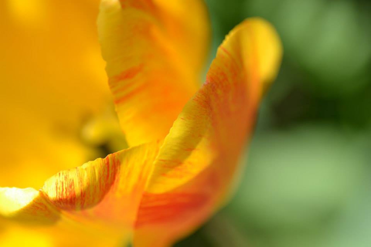 flower petal tulip free photo