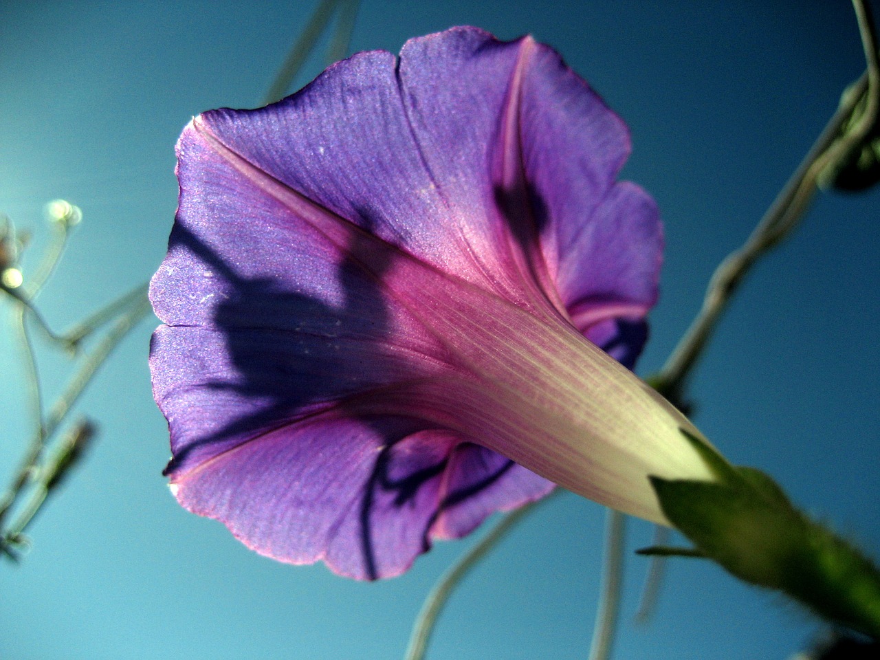 flower sunlight bloom free photo