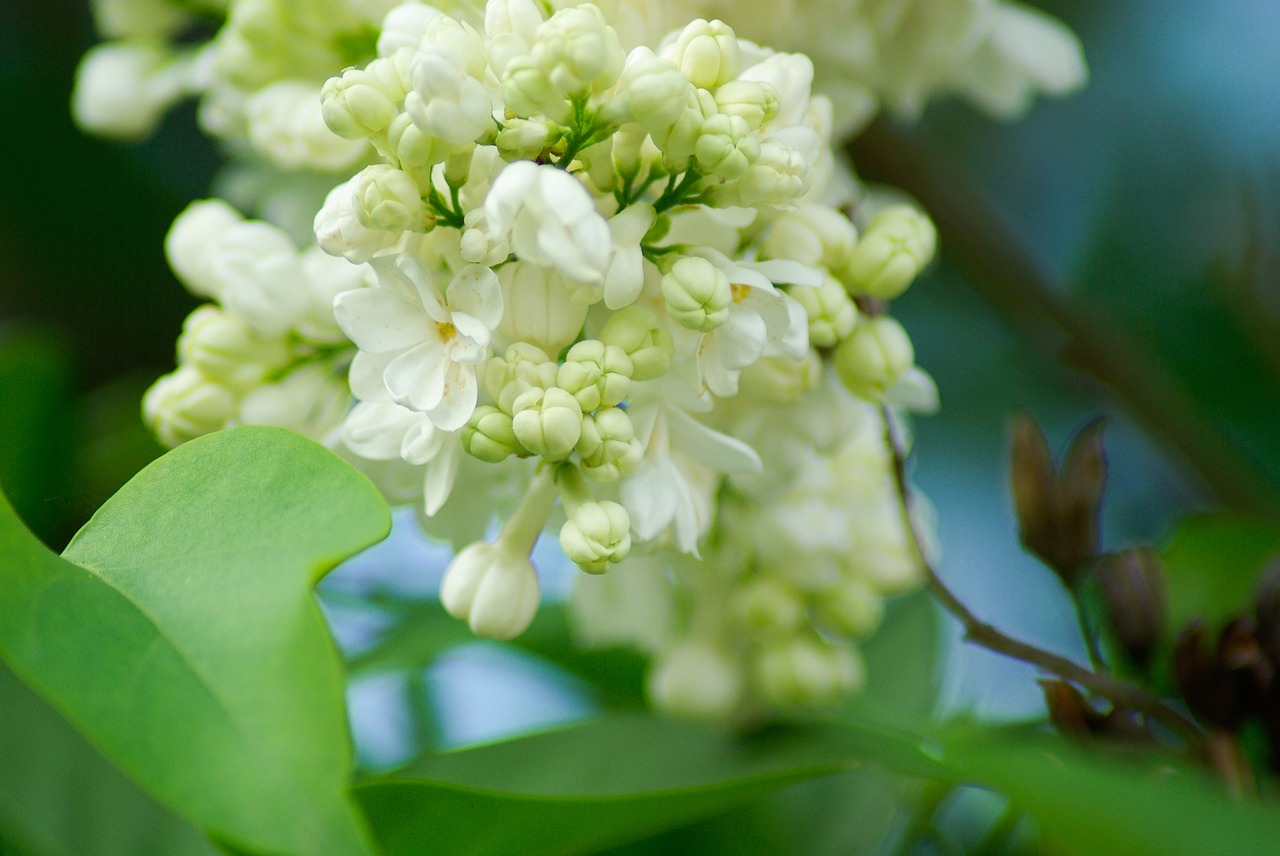 flower lilac white flowers free photo